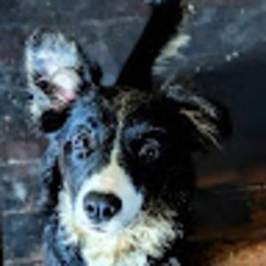 Meet your Posher, Rowdie